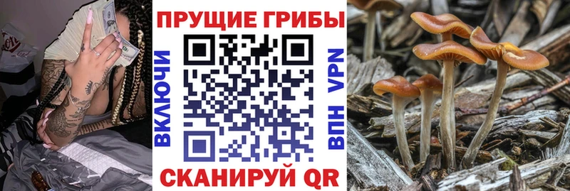 Галлюциногенные грибы Magic Shrooms  kraken сайт  Орехово-Зуево 