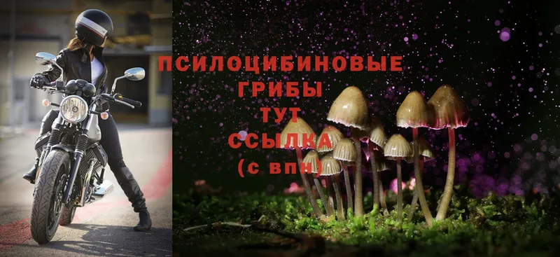 Псилоцибиновые грибы Cubensis  hydra сайт  Орехово-Зуево  купить  сайты 